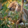 Koala - Phascolarctos cinereus o2909